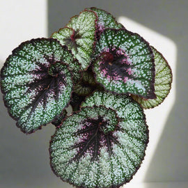 Begonia Rocheart