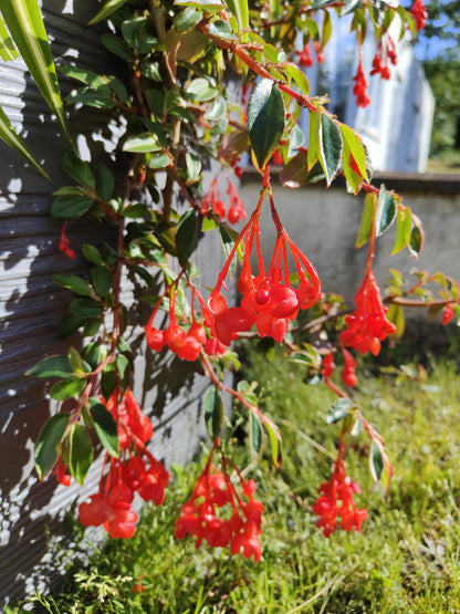 Begonia fuchsioides (red)