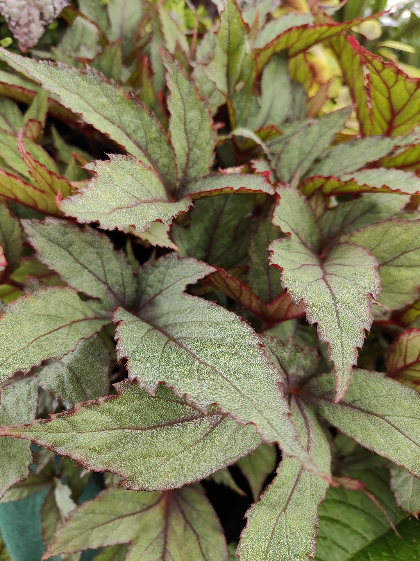 Begonia Pollux