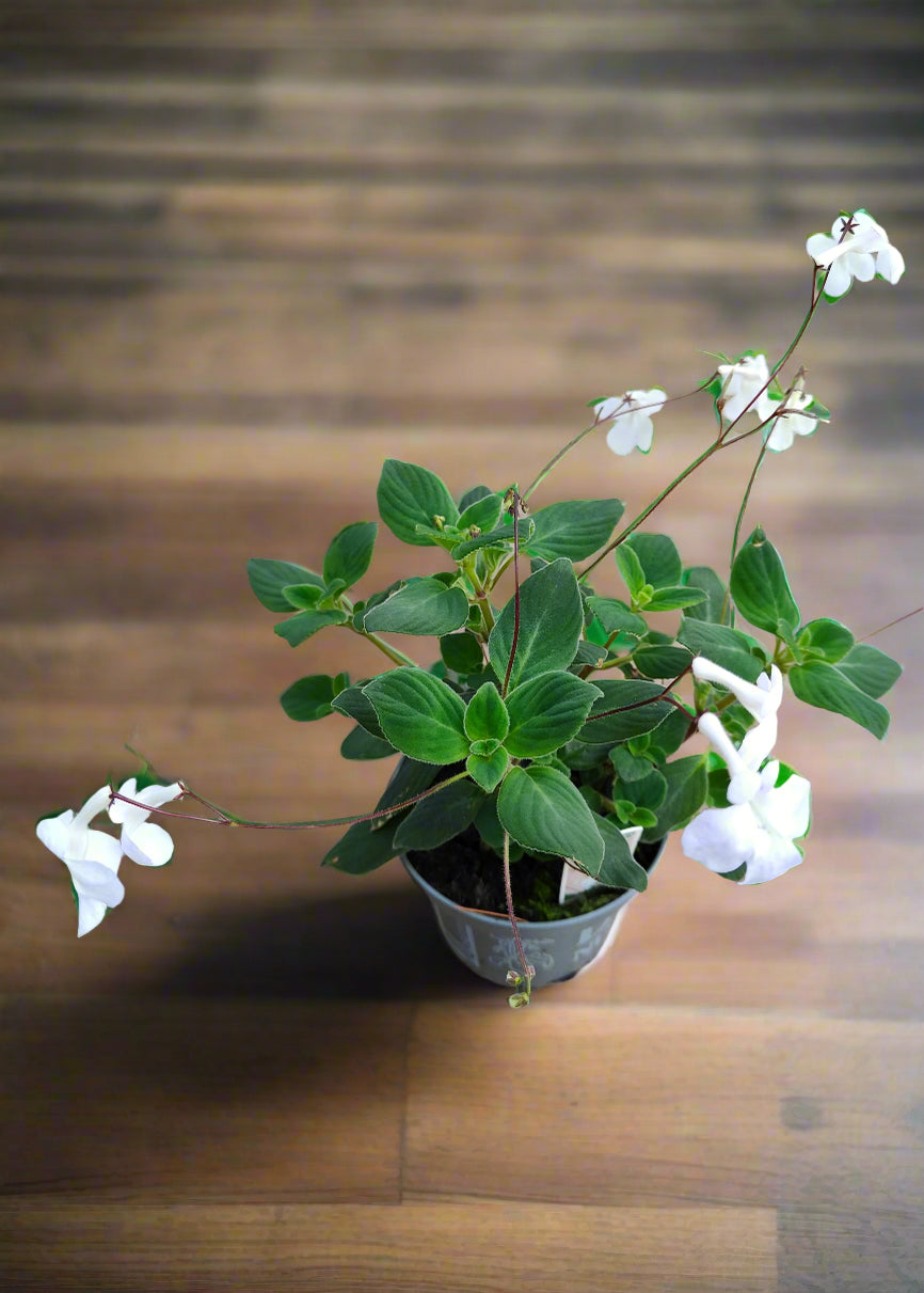 Streptocarpus White Butterfly