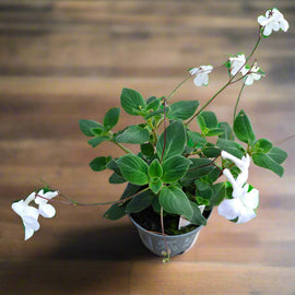 Streptocarpus White Butterfly