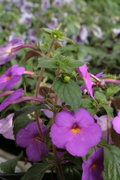 Achimenes skinneri