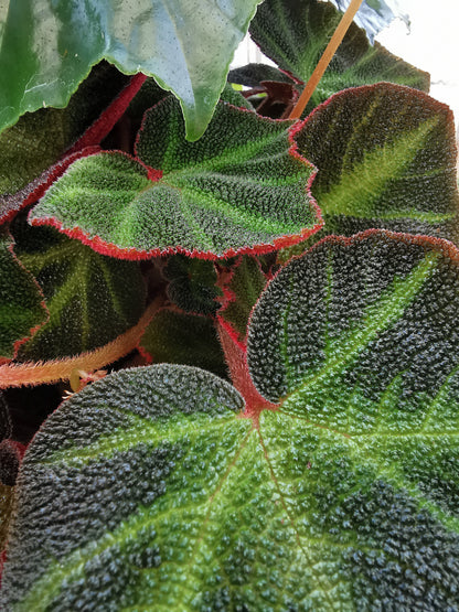 Begonia soli-mutata