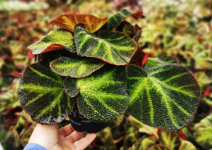 Begonia soli-mutata