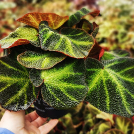 Begonia soli-mutata