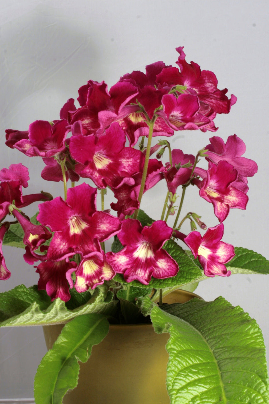 Streptocarpus Plug Plants – Dibleys