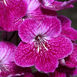 Streptocarpus Alana