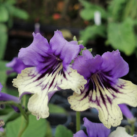 Streptocarpus Alexis