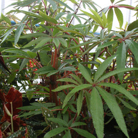 Begonia luxurians