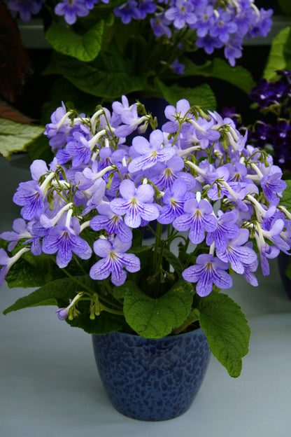 The Sun - Streptocarpus Collection, with Peter Seabrook - Dibleys