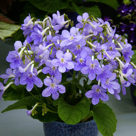 Streptocarpus Bethan