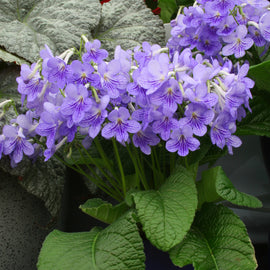 Streptocarpus Bethan