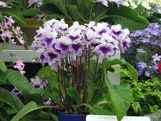 Streptocarpus Leyla PBR - Dibleys