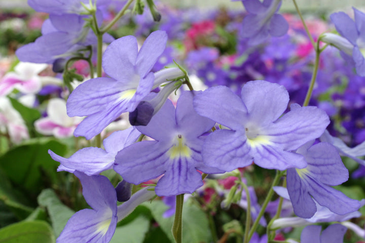 Streptocarpus Plug Plants – Page 2 – Dibleys