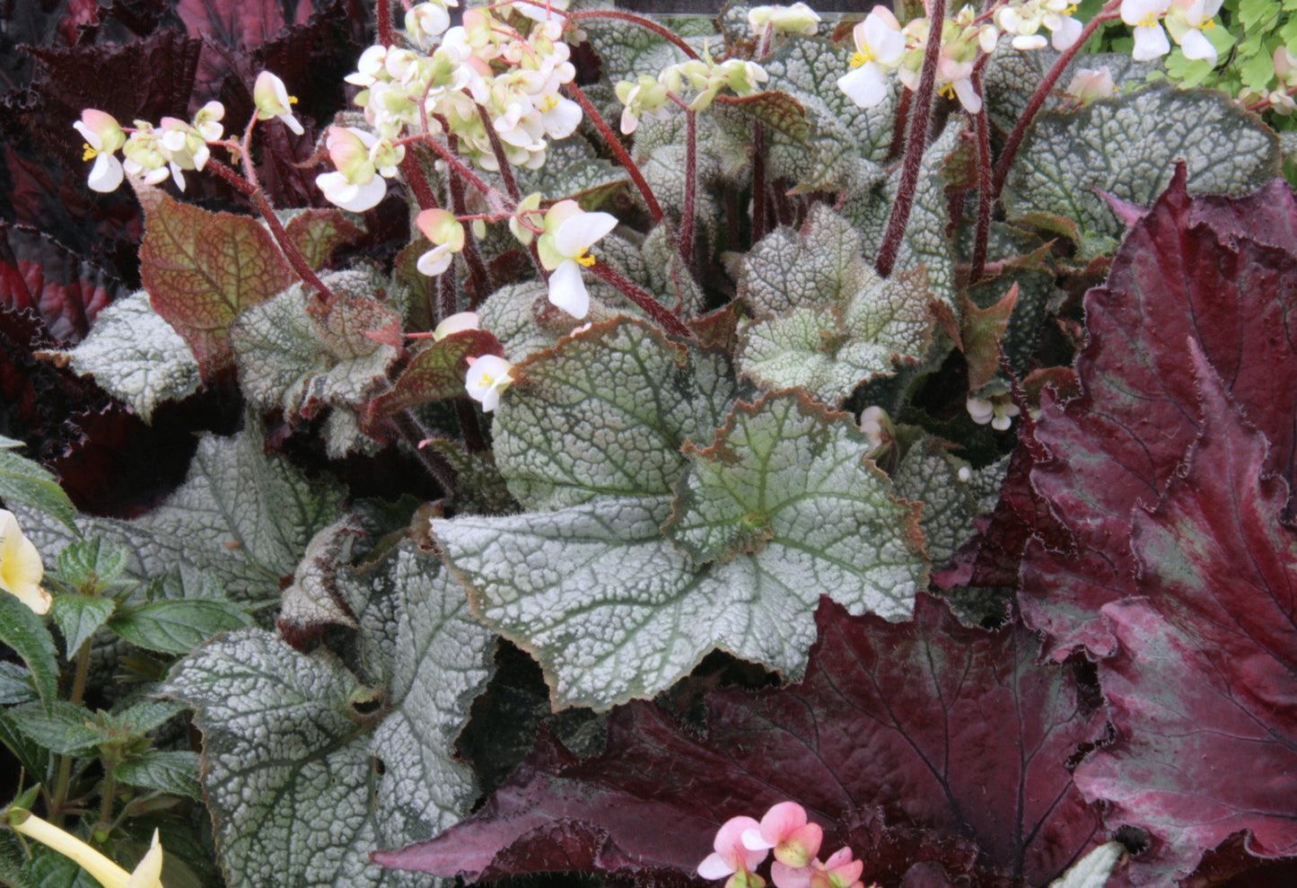 Begonia Magic Lace