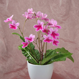 Streptocarpus Caitlin