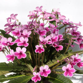 A Collection of Streptocarpus (our selection)