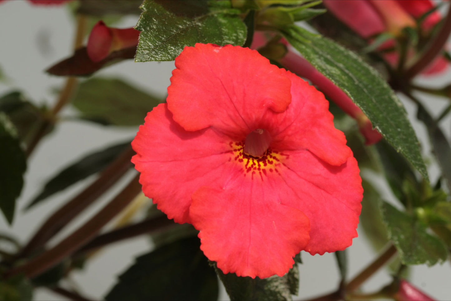 Achimenes Cascade Fairy Pink