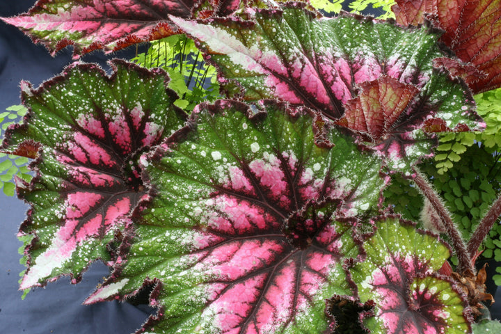 Begonia Plug Plants – Dibleys