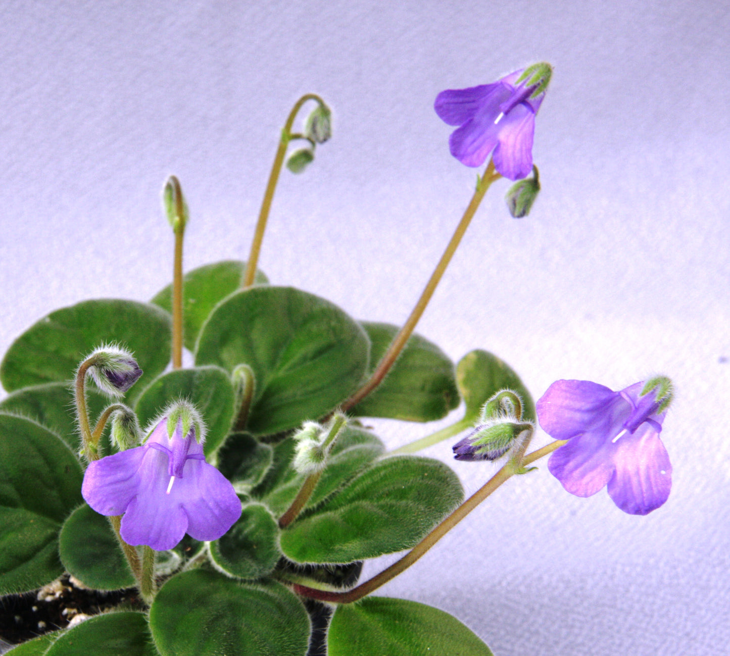 Petrocosmea Chidori