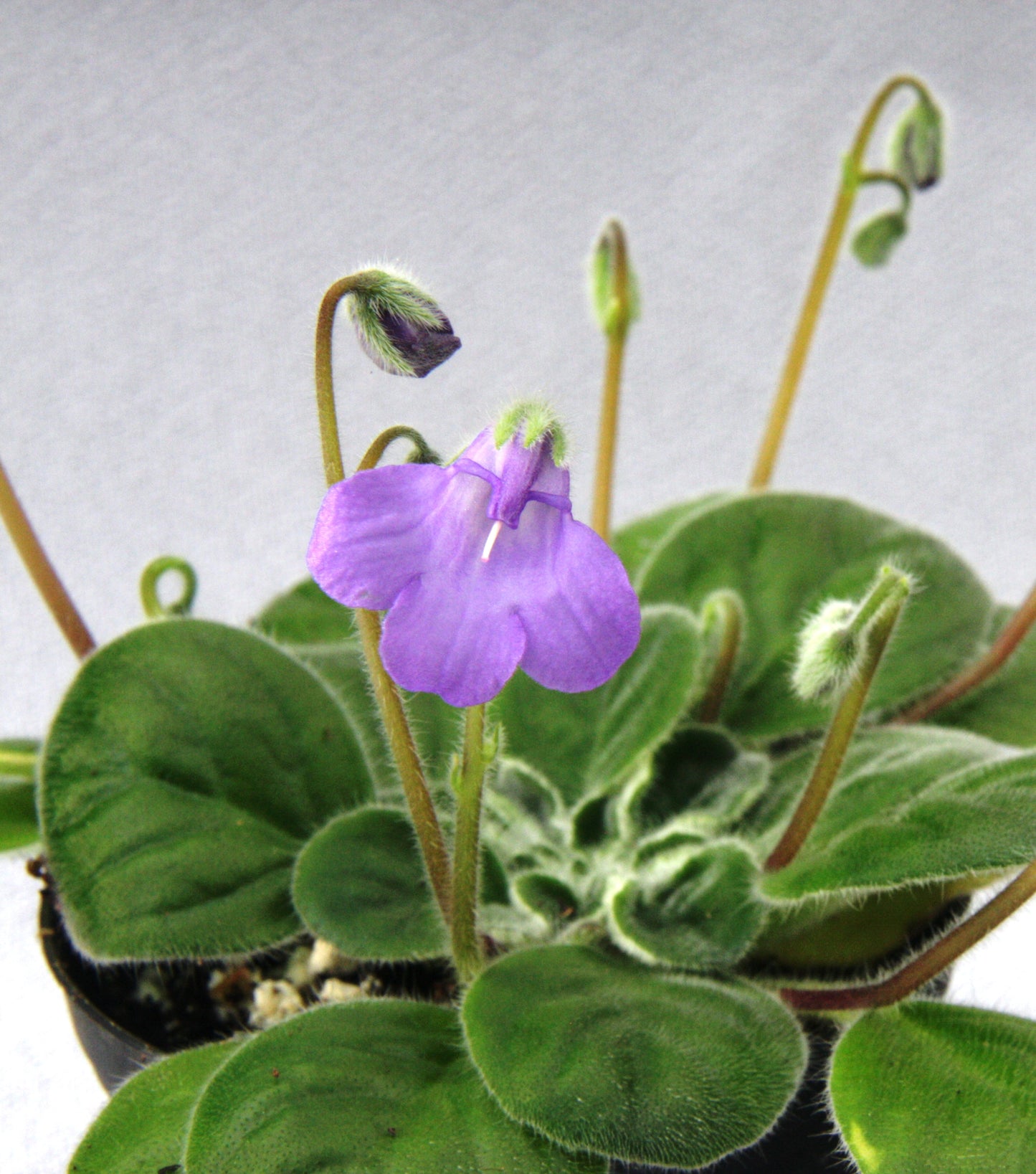 Petrocosmea Chidori