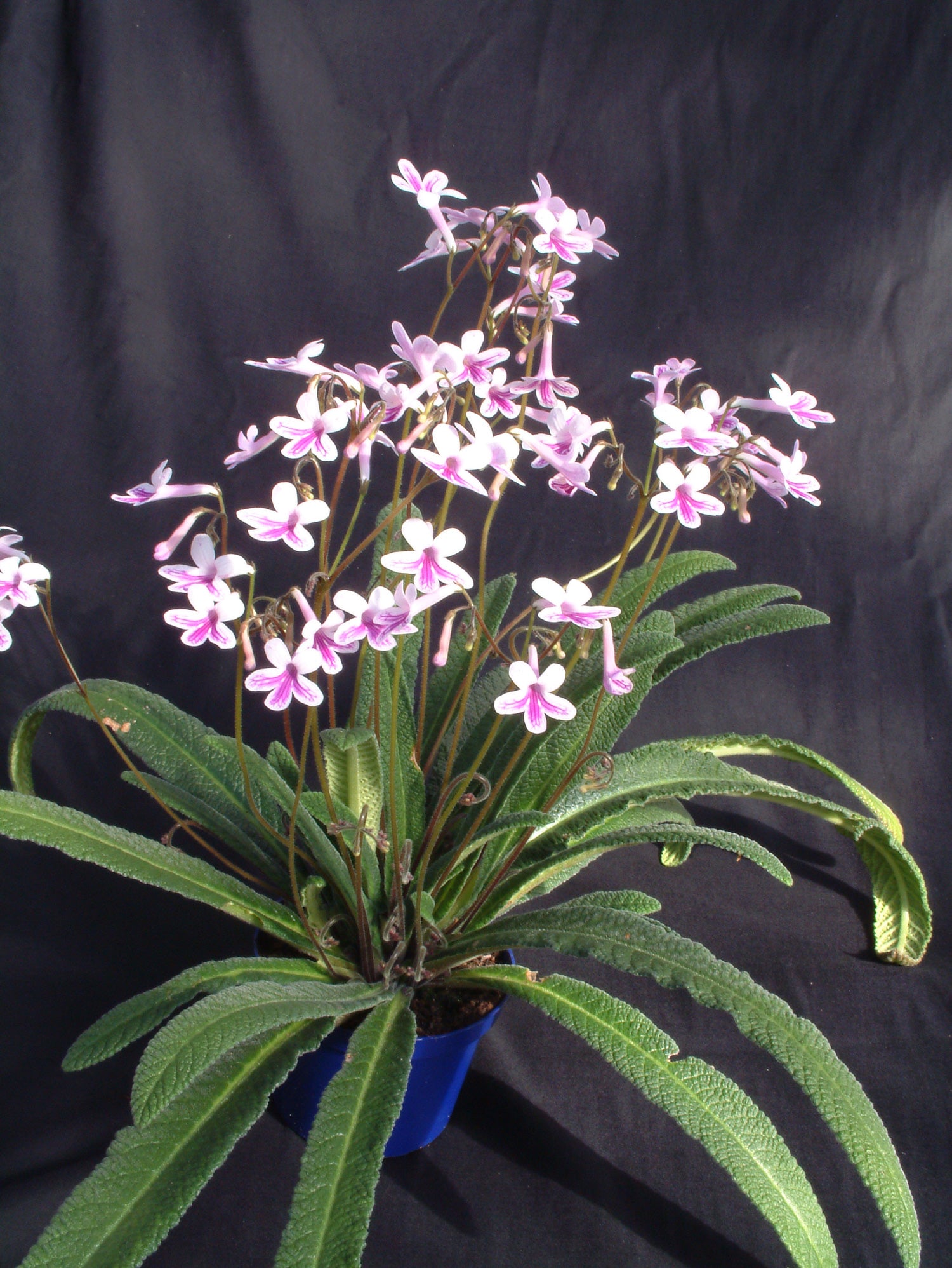 Streptocarpus Crystal Dawn - Dibleys