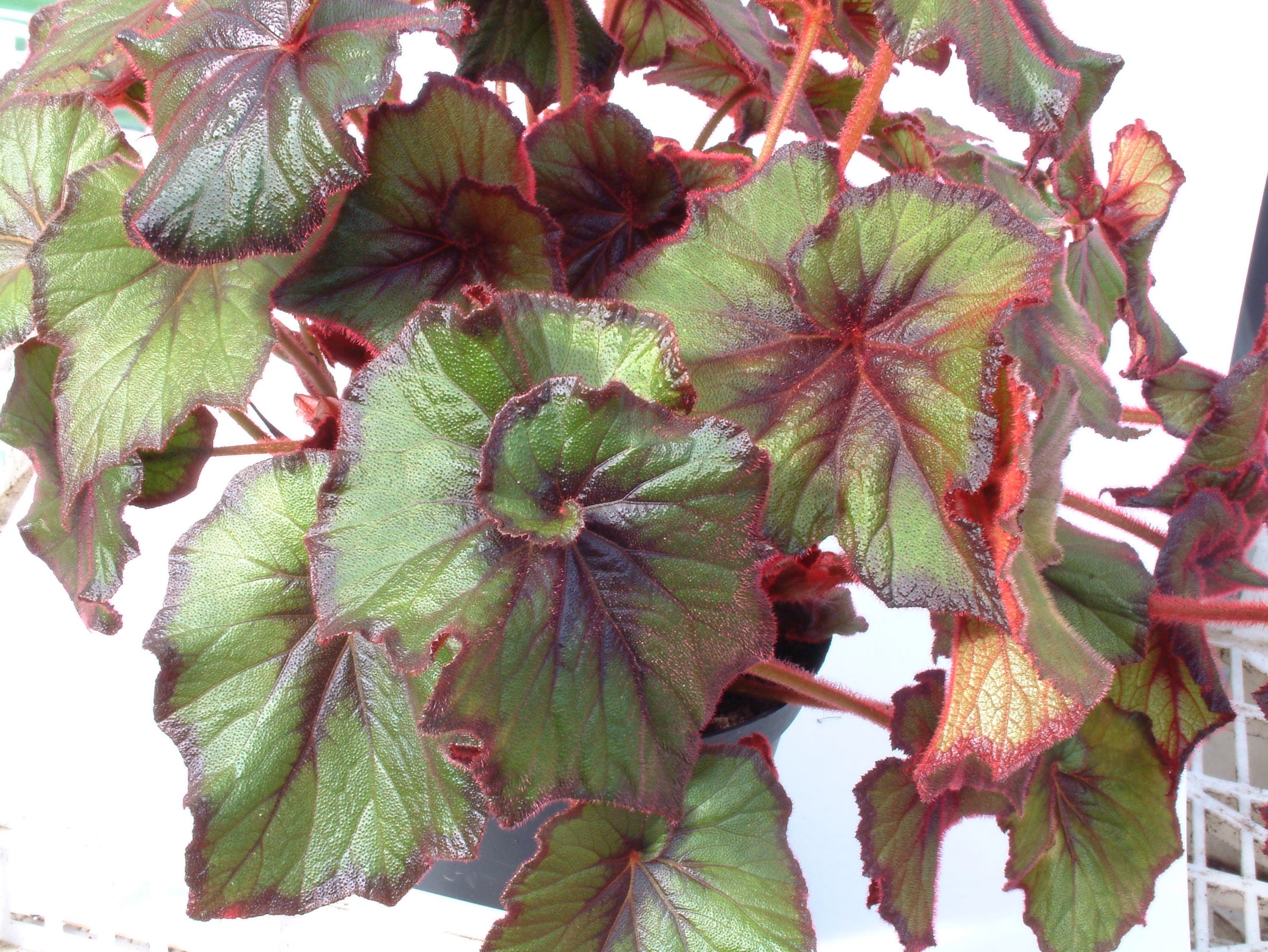 Begonia Curly Fireflush – Dibleys