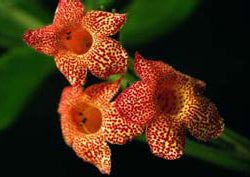 Kohleria Cybele - Dibleys