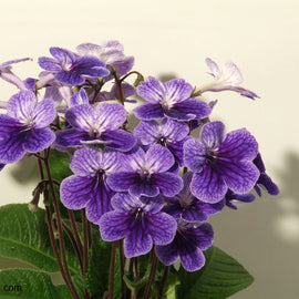 Streptocarpus Denim