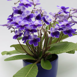 Streptocarpus Denim