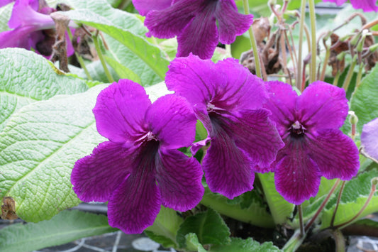 Streptocarpus Festival Wales - Dibleys