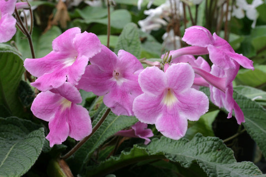 Streptocarpus Fiona - Dibleys