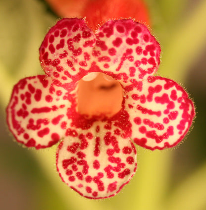 Kohleria Flashdance - Dibleys