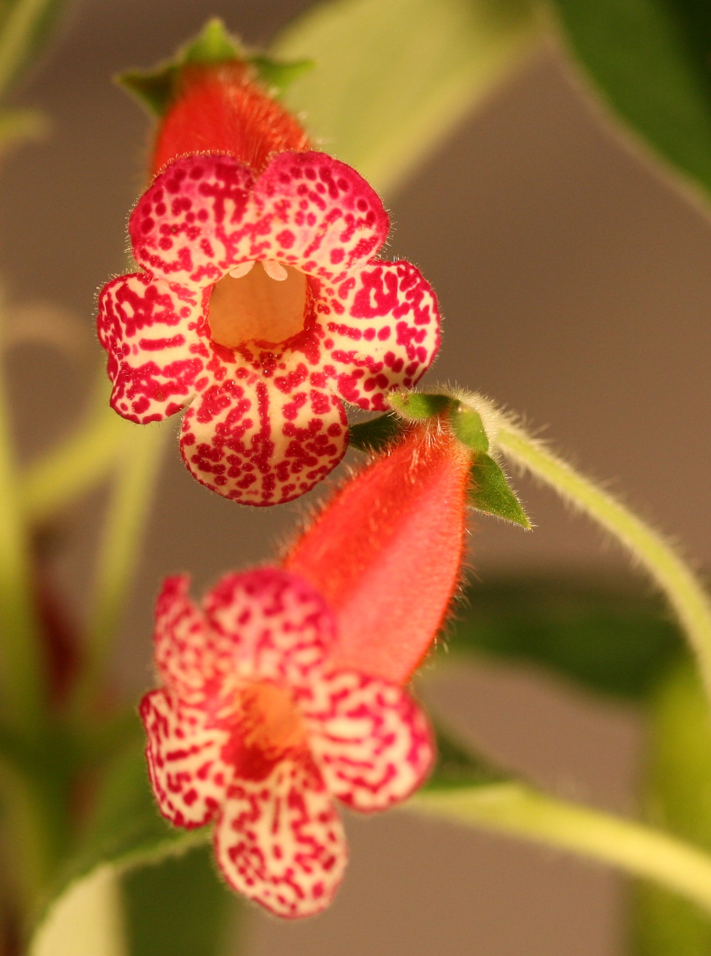 Kohleria Flashdance - Dibleys