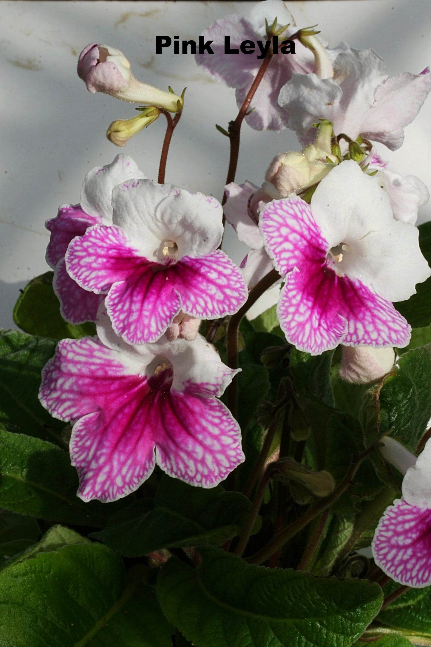 Potted Streptocarpus with Planter - Dibleys