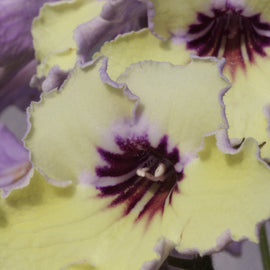 Streptocarpus Lemon Sorbet