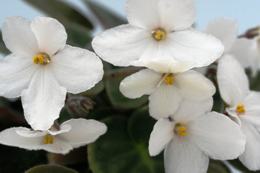 Grandmother's Halo - Dibleys