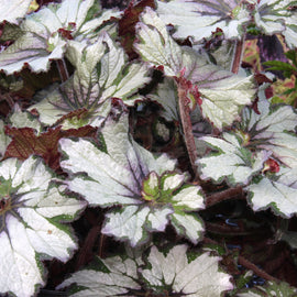 Begonia Green Gold