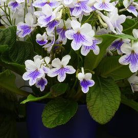 Streptocarpus Gwen