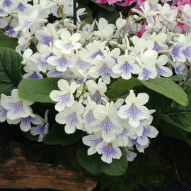 Streptocarpus Gwen