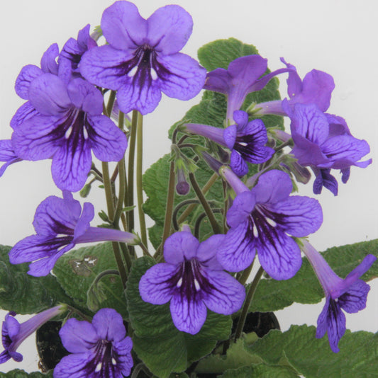 Streptocarpus Lucille