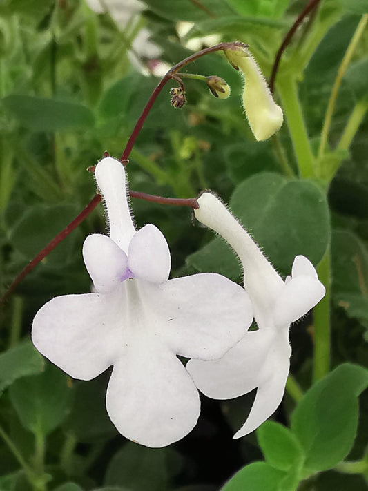 Streptocarpus White Butterfly - Dibleys