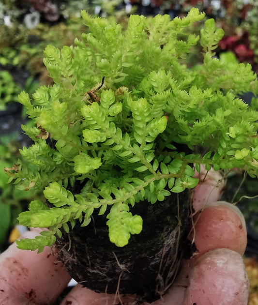 Selaginella kraussiana 'Aurea' - Dibleys