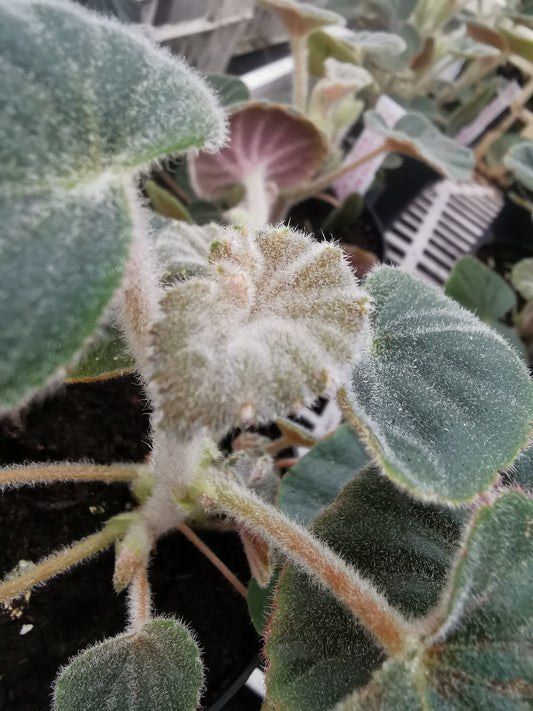 Begonia tomentosa