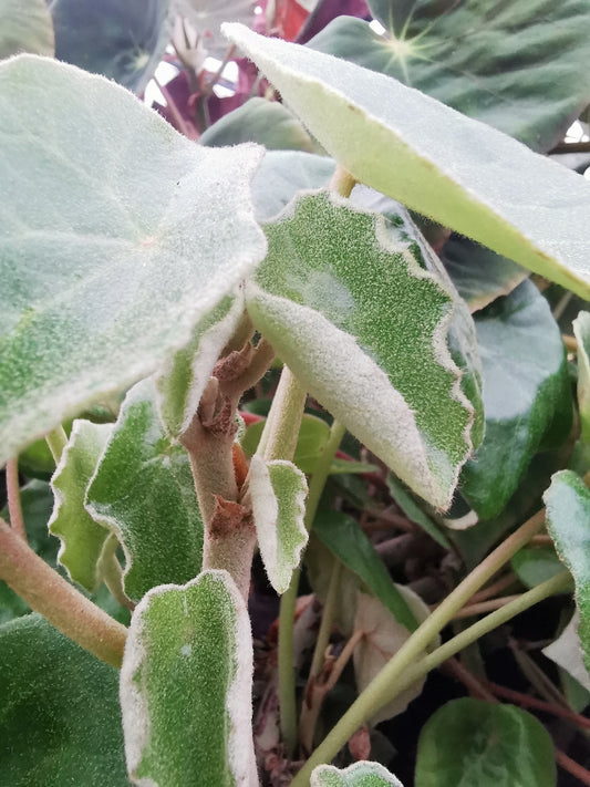 Begonia kellermanii