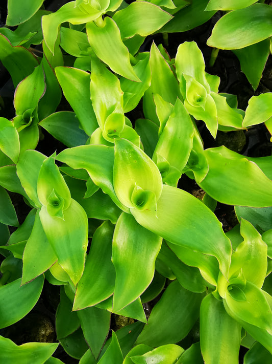 Callisia fragrans