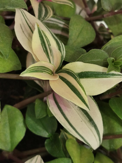 Tradescantia mundula Lisa [syn. Tricolor]