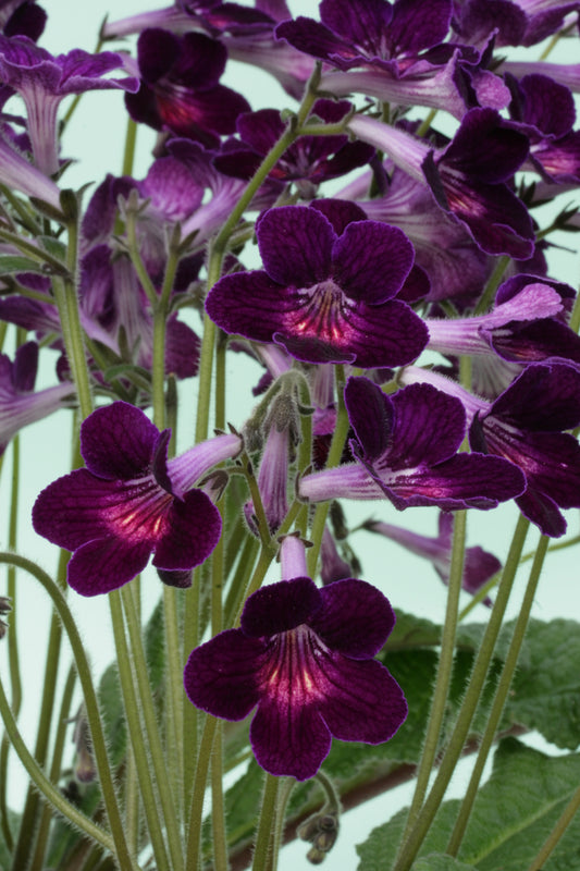 Streptocarpus Iona