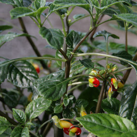 Impatiens niamniamensis (Cockatoo / Parrot plant)