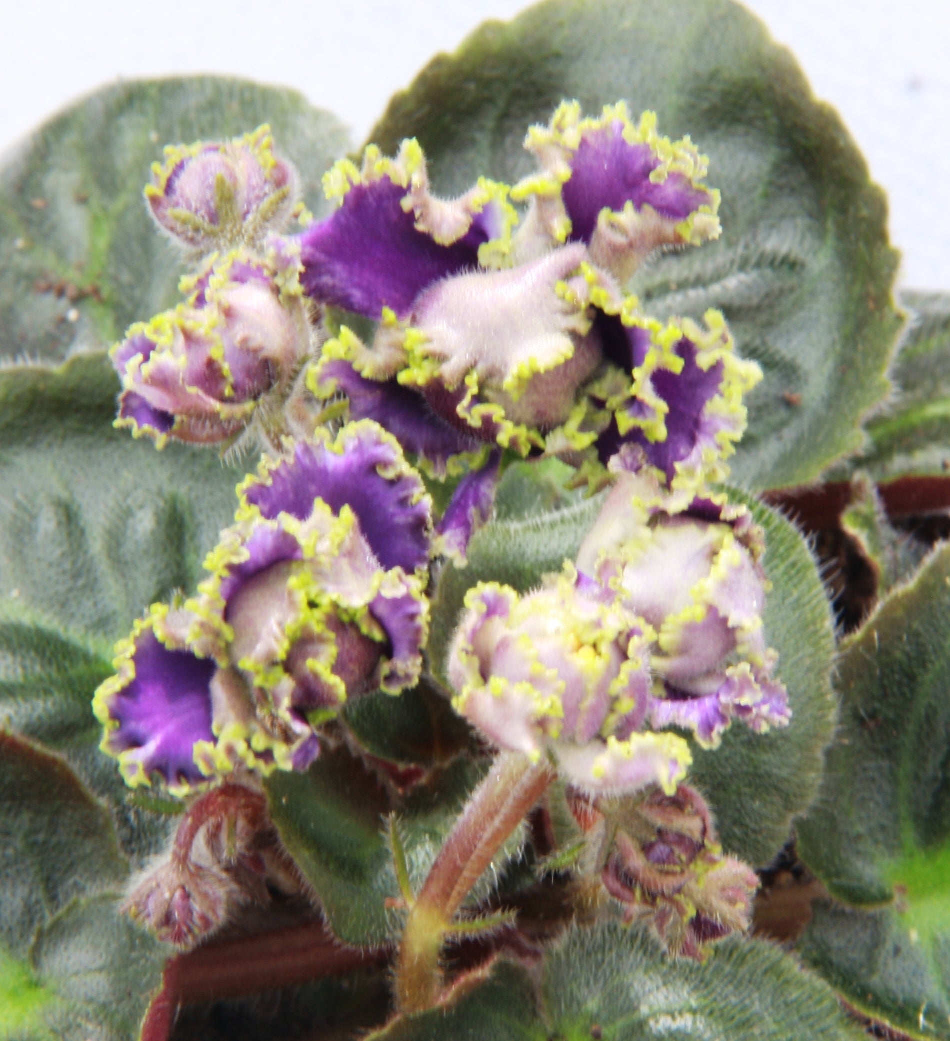 Emerald Lace African Violet